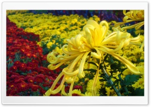 Autumn Flowers Ultra HD Wallpaper for 4K UHD Widescreen desktop, tablet & smartphone