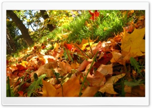 Autumn Foliage Ultra HD Wallpaper for 4K UHD Widescreen desktop, tablet & smartphone