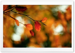 Autumn Foliage Ultra HD Wallpaper for 4K UHD Widescreen desktop, tablet & smartphone