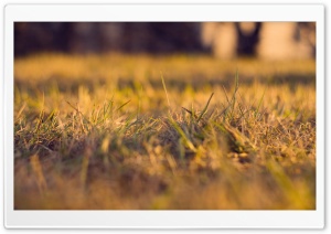 Autumn Grass Ultra HD Wallpaper for 4K UHD Widescreen desktop, tablet & smartphone