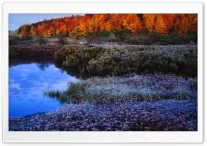Autumn Hoar Frost Ultra HD Wallpaper for 4K UHD Widescreen desktop, tablet & smartphone