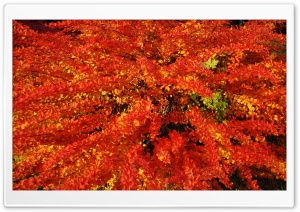 Autumn In Poznan, Poland Ultra HD Wallpaper for 4K UHD Widescreen desktop, tablet & smartphone
