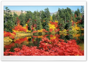 Autumn, Japan Ultra HD Wallpaper for 4K UHD Widescreen desktop, tablet & smartphone