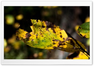 Autumn Leave. Ultra HD Wallpaper for 4K UHD Widescreen desktop, tablet & smartphone