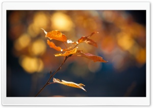 Autumn Leaves Ultra HD Wallpaper for 4K UHD Widescreen desktop, tablet & smartphone
