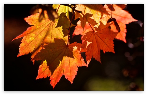 Autumn Leaves Ultra HD Desktop Background Wallpaper for 4K UHD TV : Tablet  : Smartphone