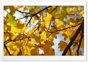 Autumn Leaves - 4K resolution - UHD Ultra HD Wallpaper for 4K UHD Widescreen desktop, tablet & smartphone