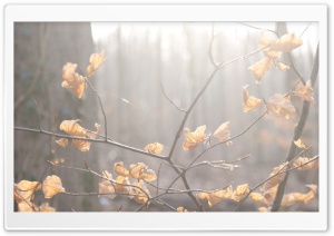 Autumn Leaves Branch Ultra HD Wallpaper for 4K UHD Widescreen desktop, tablet & smartphone