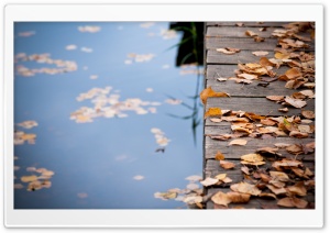 Autumn Leaves On Wooden Bridge Ultra HD Wallpaper for 4K UHD Widescreen desktop, tablet & smartphone