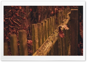 Autumn Moment Ultra HD Wallpaper for 4K UHD Widescreen desktop, tablet & smartphone