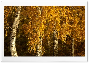 Autumn Nature Ultra HD Wallpaper for 4K UHD Widescreen desktop, tablet & smartphone