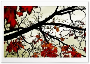 Autumn Orange Leaves Ultra HD Wallpaper for 4K UHD Widescreen desktop, tablet & smartphone