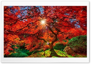 Autumn Paradise Ultra HD Wallpaper for 4K UHD Widescreen desktop, tablet & smartphone