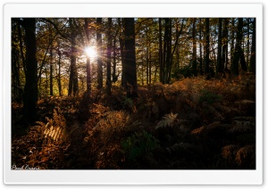 Autumn Rays Ultra HD Wallpaper for 4K UHD Widescreen desktop, tablet & smartphone