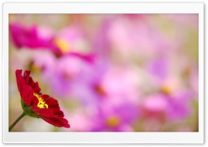 Autumn Red Cosmos Ultra HD Wallpaper for 4K UHD Widescreen desktop, tablet & smartphone