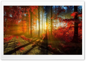 Autumn Red Forest Ultra HD Wallpaper for 4K UHD Widescreen desktop, tablet & smartphone