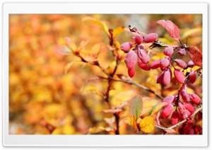 Autumn Red Fruits Ultra HD Wallpaper for 4K UHD Widescreen desktop, tablet & smartphone