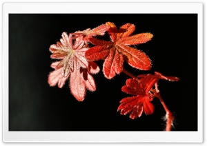 Autumn Red Plant Ultra HD Wallpaper for 4K UHD Widescreen desktop, tablet & smartphone