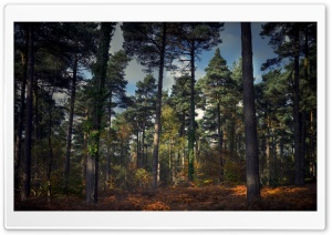 Autumn Scene Bracken Woodland Ultra HD Wallpaper for 4K UHD Widescreen desktop, tablet & smartphone