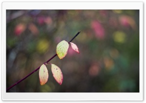 Autumn Shades Ultra HD Wallpaper for 4K UHD Widescreen desktop, tablet & smartphone