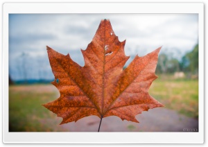 Autumn Sign Ultra HD Wallpaper for 4K UHD Widescreen desktop, tablet & smartphone