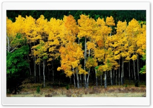 Autumn Trees Ultra HD Wallpaper for 4K UHD Widescreen desktop, tablet & smartphone