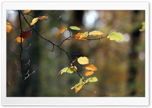 Autumn Twig Ultra HD Wallpaper for 4K UHD Widescreen desktop, tablet & smartphone