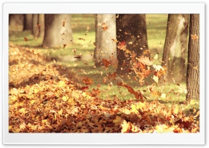 Autumn Wind Ultra HD Wallpaper for 4K UHD Widescreen desktop, tablet & smartphone