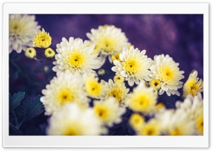 Autumn, Yellow Mums Flowers Ultra HD Wallpaper for 4K UHD Widescreen desktop, tablet & smartphone