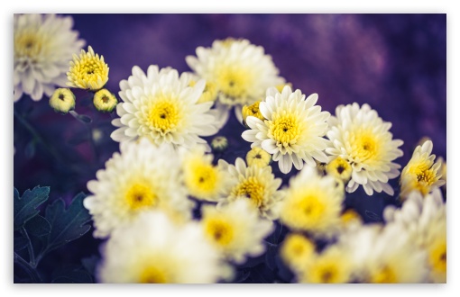 Download 21 yellow-laptop-wallpaper Download-wallpaper-1366x768-chrysanthemum,-flowers,-yellow-.jpg