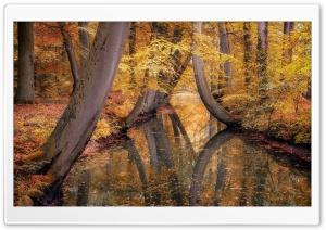 Autumn, Yellow Trees, Forest Ultra HD Wallpaper for 4K UHD Widescreen desktop, tablet & smartphone