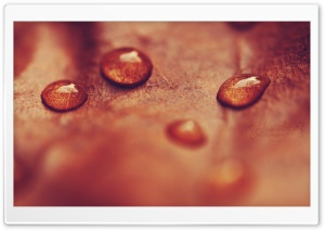 Autumnal Drops Ultra HD Wallpaper for 4K UHD Widescreen desktop, tablet & smartphone