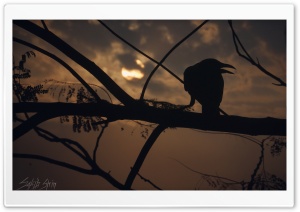Awaited sunset Ultra HD Wallpaper for 4K UHD Widescreen desktop, tablet & smartphone