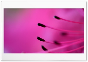 Azalea Ultra HD Wallpaper for 4K UHD Widescreen desktop, tablet & smartphone