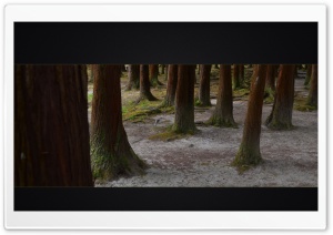 Azoren Wood Ultra HD Wallpaper for 4K UHD Widescreen desktop, tablet & smartphone