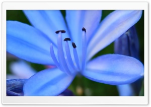 Azulada Ultra HD Wallpaper for 4K UHD Widescreen desktop, tablet & smartphone