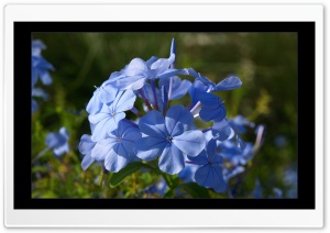 Baby Blue Blossoms Ultra HD Wallpaper for 4K UHD Widescreen desktop, tablet & smartphone