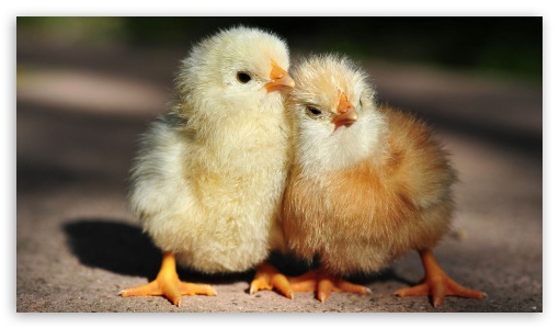 Baby Chickens UltraHD Wallpaper for 8K UHD TV 16:9 Ultra High Definition 2160p 1440p 1080p 900p 720p ;