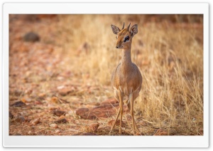 Baby Deer Ultra HD Wallpaper for 4K UHD Widescreen desktop, tablet & smartphone