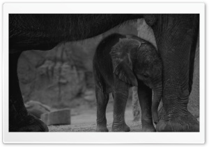 Baby Elephant Ultra HD Wallpaper for 4K UHD Widescreen desktop, tablet & smartphone