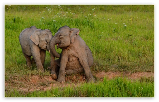 Baby Elephants Playing Ultra HD Desktop Background Wallpaper for 4K UHD TV  : Widescreen & UltraWide Desktop & Laptop : Tablet : Smartphone