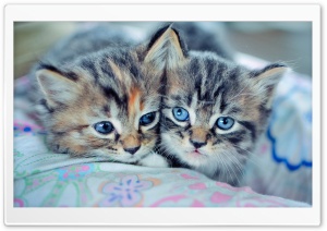 Baby Kittens With Blue Eyes Ultra HD Wallpaper for 4K UHD Widescreen desktop, tablet & smartphone