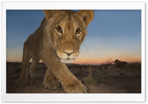 Baby Lion Ultra HD Wallpaper for 4K UHD Widescreen desktop, tablet & smartphone