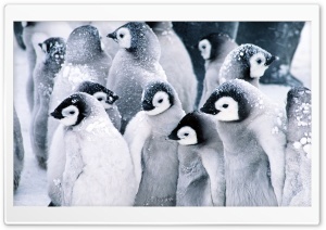 Baby Penguins Ultra HD Wallpaper for 4K UHD Widescreen desktop, tablet & smartphone
