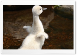 Baby Swan Ultra HD Wallpaper for 4K UHD Widescreen desktop, tablet & smartphone