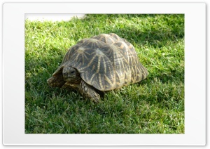 baby tortoise Ultra HD Wallpaper for 4K UHD Widescreen desktop, tablet & smartphone