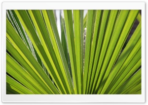 Backlit Green Leaf Ultra HD Wallpaper for 4K UHD Widescreen desktop, tablet & smartphone