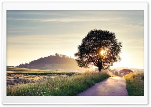 Backlit Tree Ultra HD Wallpaper for 4K UHD Widescreen desktop, tablet & smartphone