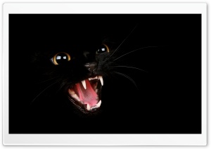 Bad Kitty Ultra HD Wallpaper for 4K UHD Widescreen desktop, tablet & smartphone