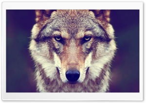 Bad Wolf Ultra HD Wallpaper for 4K UHD Widescreen desktop, tablet & smartphone